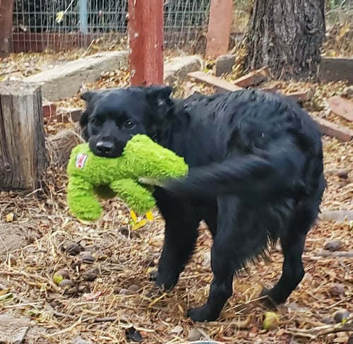 BURGER - Spaniel / Retriever for adoption in Fresno