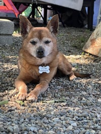 Dexter - Photo 1