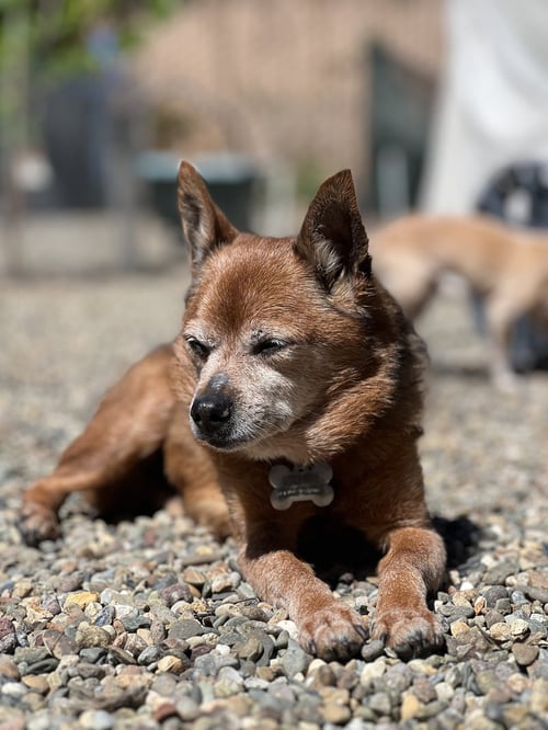 DEXTER - Shiba Inu / Terrier available for adoption