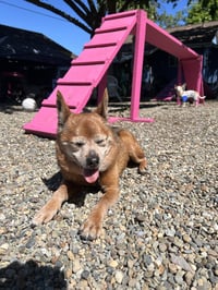 Dexter - Photo 4