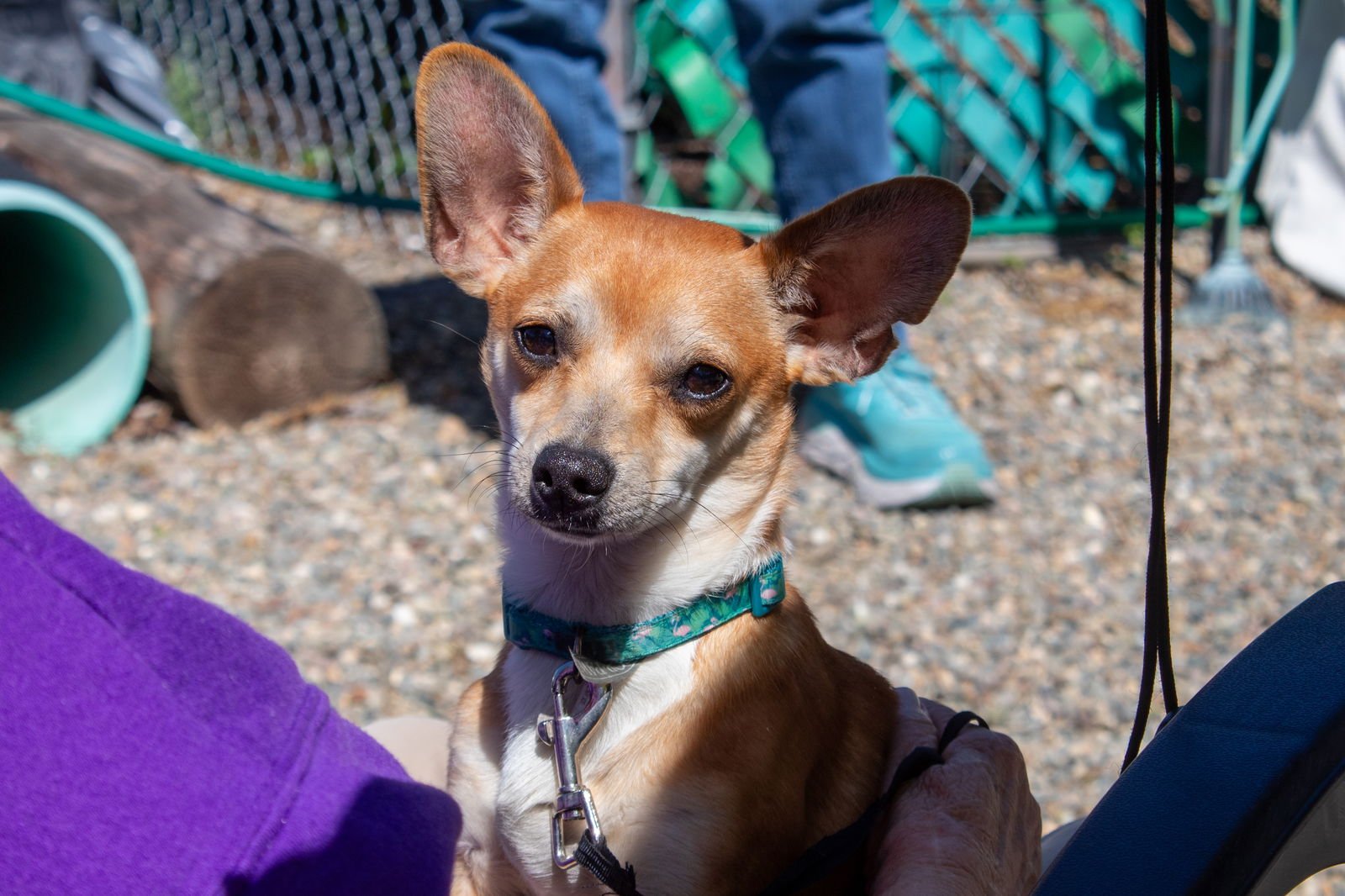 RADAR - Chihuahua available for adoption