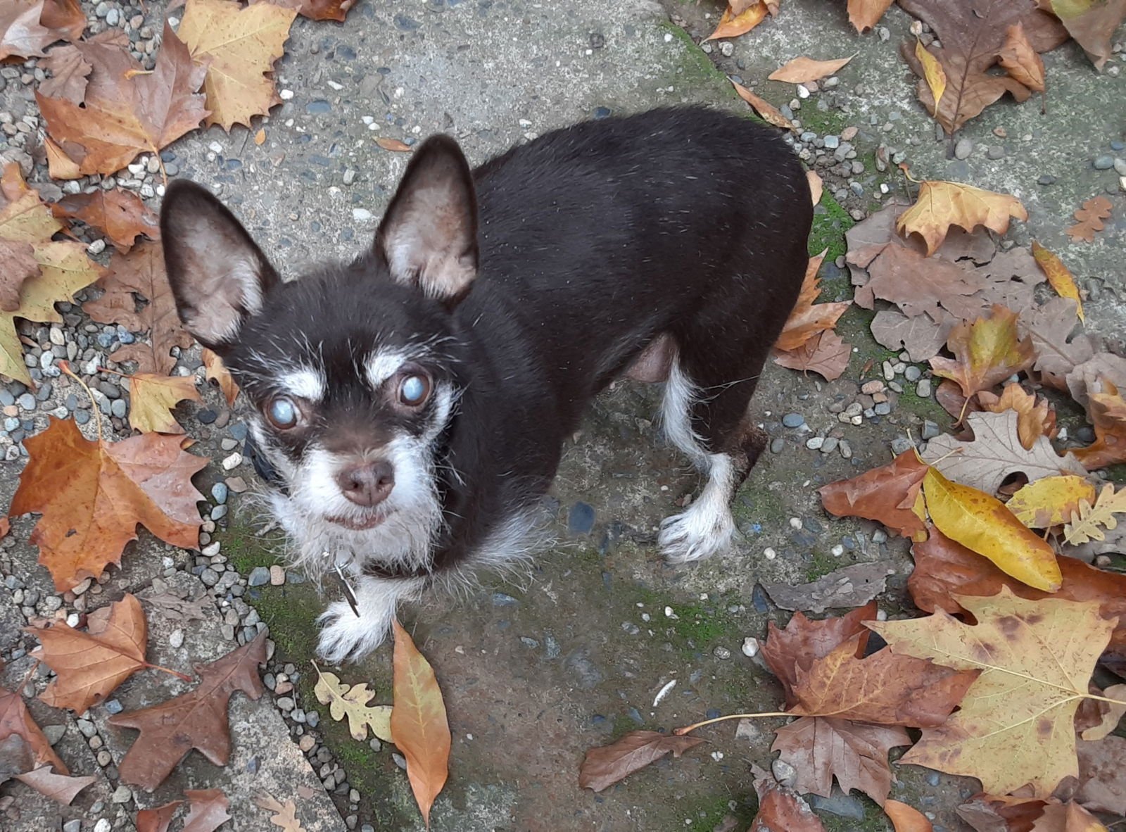 ROXIE - Terrier / Chihuahua available for adoption