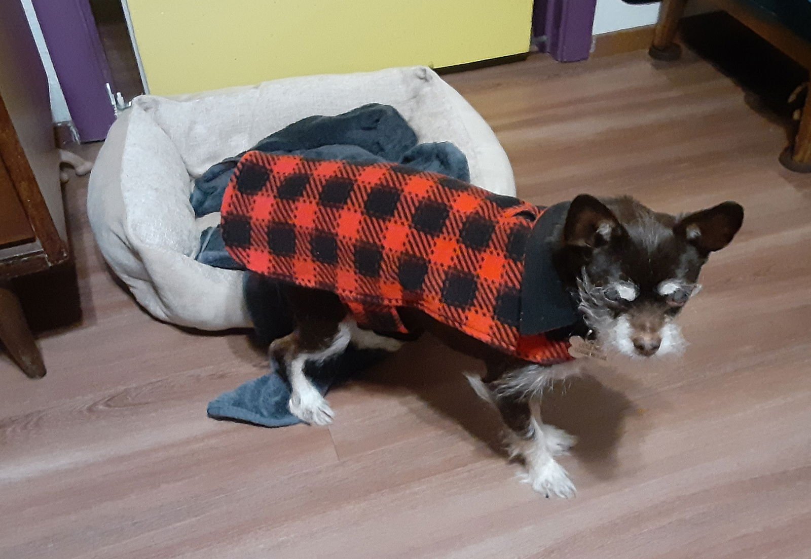 ROXIE - Terrier / Chihuahua available for adoption