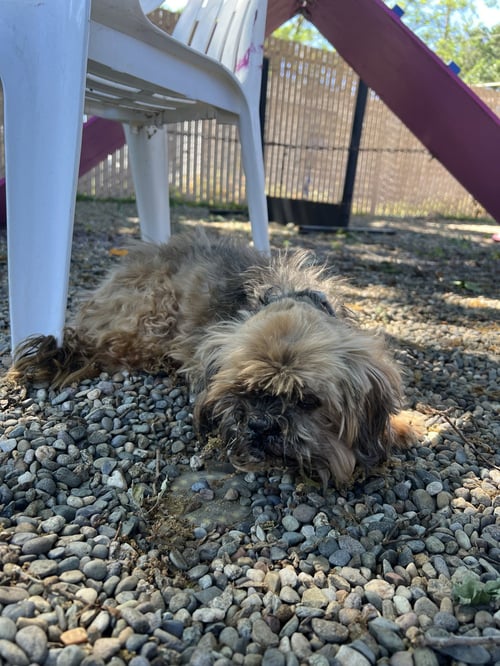 MIKO - Shih Tzu available for adoption