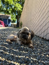 Miko - Photo 4