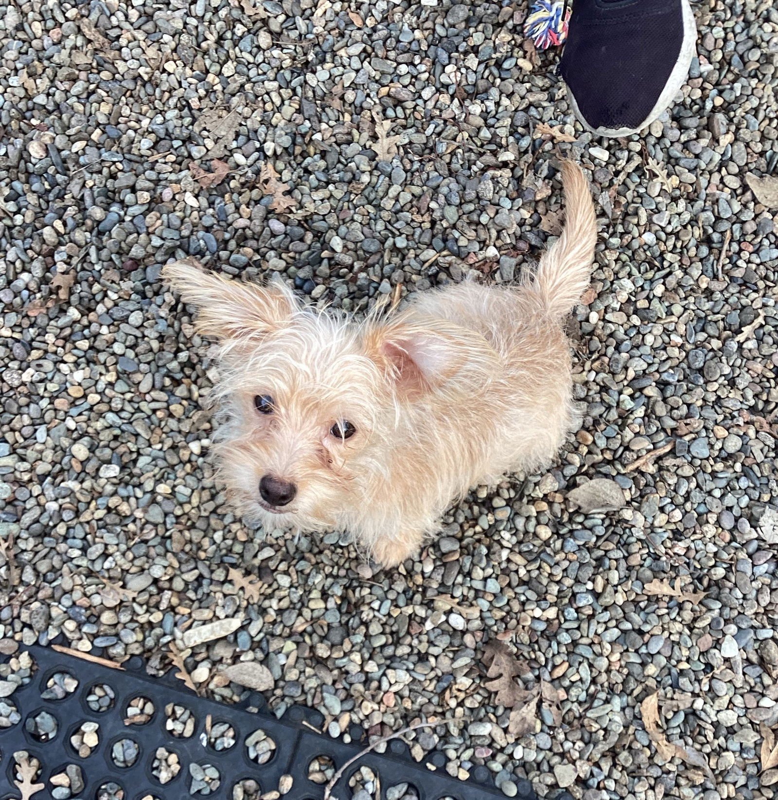 BILLY BOB - Terrier / Dachshund available for adoption