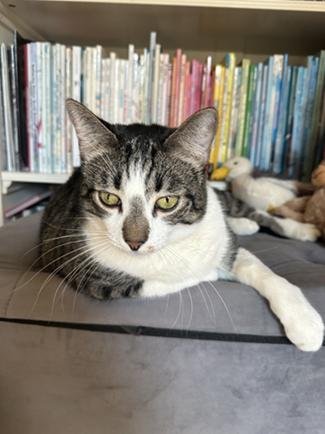 LITTLE JOHN - Domestic Short Hair / Tabby for adoption in San Francisco