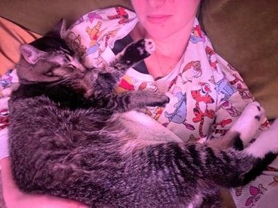 CASSIAN - Domestic Short Hair / Tabby available for adoption