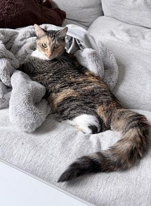 JAZZY - Domestic Short Hair / Calico for adoption in San Francisco