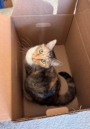 JAZZY - Domestic Short Hair / Calico available for adoption