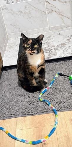 GABBY - Domestic Short Hair / Tortoiseshell available for adoption
