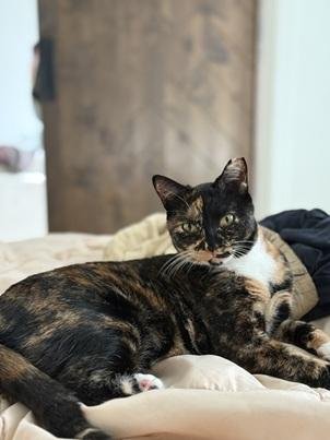 GABBY - Domestic Short Hair / Tortoiseshell for adoption in San Francisco