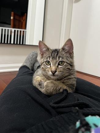ZEUS - Domestic Short Hair / Tabby available for adoption