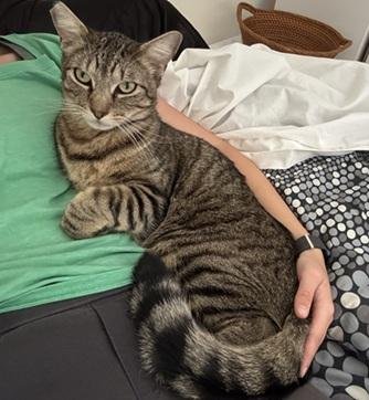 SNICKERDOODLE - Domestic Short Hair / Tabby for adoption in San Francisco