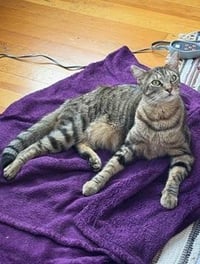 Snickerdoodle - Photo 2