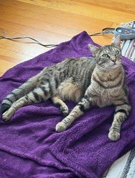 SNICKERDOODLE - Domestic Short Hair / Tabby available for adoption