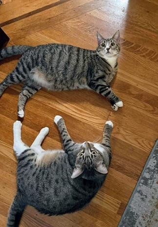 WALLY - Domestic Short Hair / Tabby available for adoption