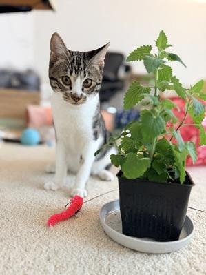 DUNE - Tabby / Domestic Short Hair available for adoption