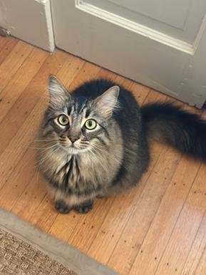ROBIN HOOD - Domestic Medium Hair / Tabby for adoption in San Francisco