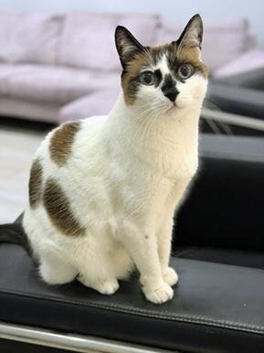 Miss Lizzie Image