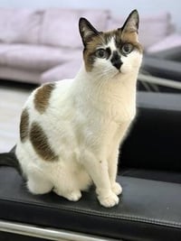 Miss Lizzie - Photo 1