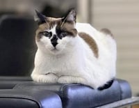 Miss Lizzie - Photo 3