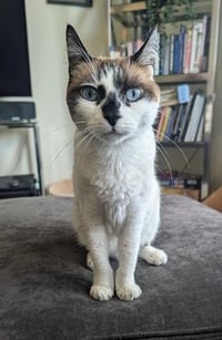 Miss Lizzie - Photo 2