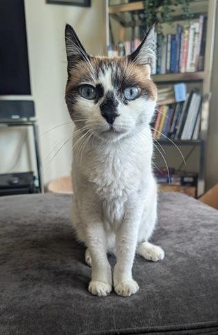 MISS LIZZIE - Domestic Short Hair / Siamese available for adoption