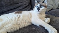 Miss Lizzie - Photo 1