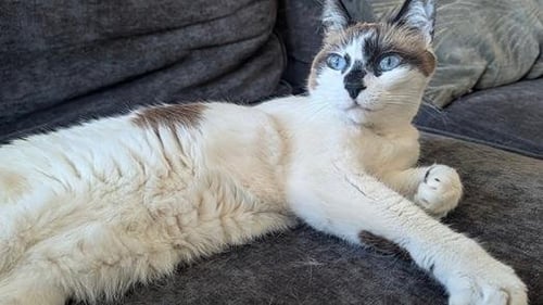 MISS LIZZIE - Domestic Short Hair / Siamese for adoption in San Francisco
