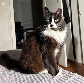 SAMBA - Tuxedo / Maine Coon for adoption in San Francisco