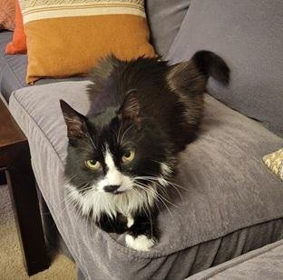 SAMBA - Tuxedo / Maine Coon for adoption in San Francisco