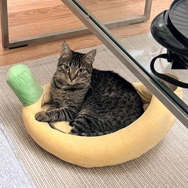 COOKIE - Domestic Short Hair / Domestic Long Hair available for adoption