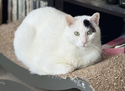 Percy Image