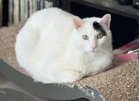 Percy - Photo 1