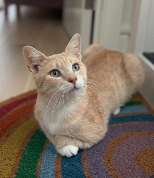 GEORGIE