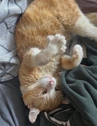 Purrince - Photo 1