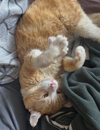 PURRINCE - Domestic Short Hair / Tabby for adoption in San Francisco