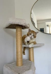 Purrince - Photo 4