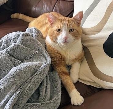 PURRINCE