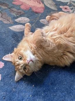 CHEEZ-IT - Domestic Medium Hair / Abyssinian for adoption in San Francisco