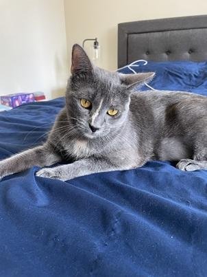 MIA - Domestic Short Hair / Dilute Tortoiseshell for adoption in San Francisco