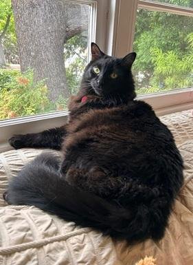DAFFY - Domestic Long Hair for adoption in San Francisco