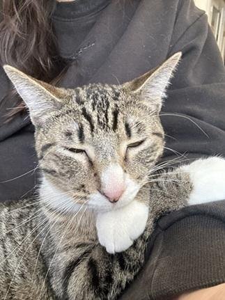 AZRIEL - Domestic Short Hair / Tabby available for adoption