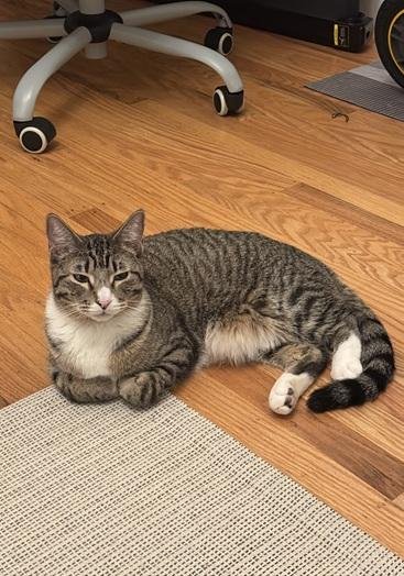 AZRIEL - Domestic Short Hair / Tabby available for adoption