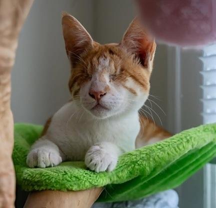 BOBBLE - Domestic Short Hair / Tabby available for adoption