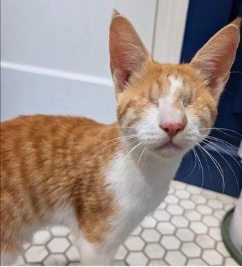 BOBBLE - Domestic Short Hair / Tabby available for adoption