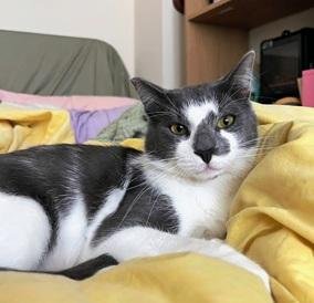 MOONLIGHT - Domestic Short Hair for adoption in San Francisco