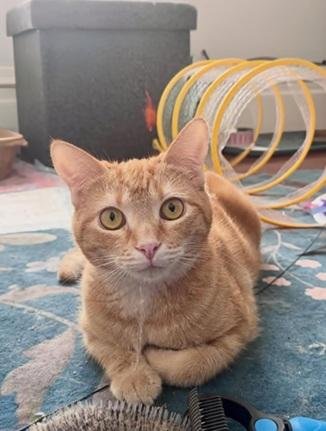 DORITO - Domestic Short Hair / Tabby for adoption in San Francisco