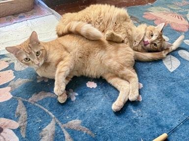 DORITO - Domestic Short Hair / Tabby available for adoption